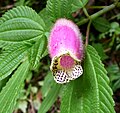 Kohleria affinis