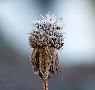 Kokardenblume (Gaillardia aristata) Raureif-20211221-RM-105242.jpg