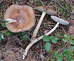 Kollakaspruun kärbseseen Amanita fulva