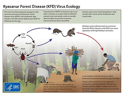 Kyasanur Forest disease