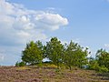 Fürstengrab in der Lüneburger Heide bei Niederhaverbeck