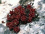 Causse du Larzac: Sedum