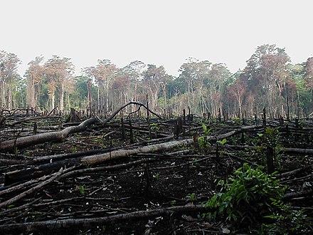 Проблемы исчезновения растений. Нигерия обезлесение. Rainforest deforestation. Обезлесение в Африке. Вырубка тропических лесов.