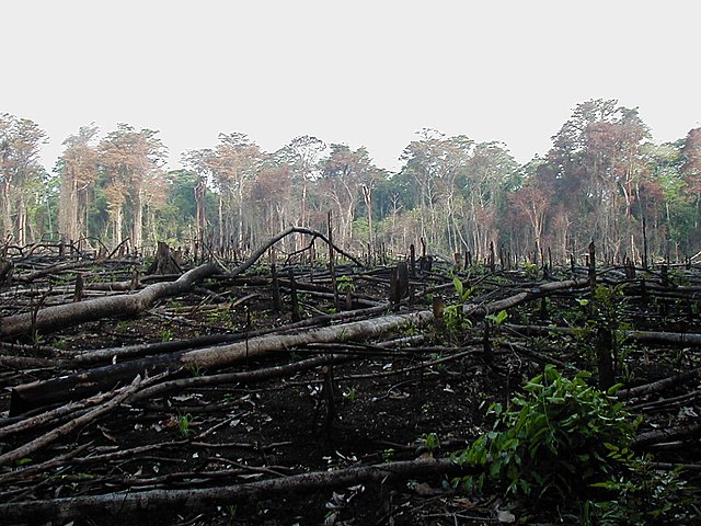 Deforestation in Southern Mexico