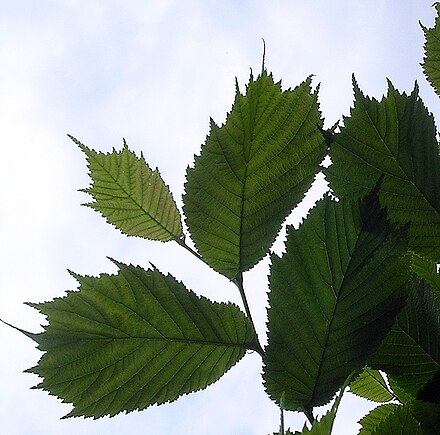 裂叶榆 – ulmus laciniata