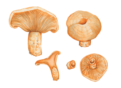 Lactarius Salmonicolor