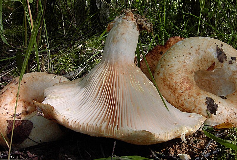 File:Lactarius citriolens-3.JPG