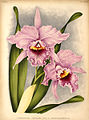 Laeliocattleya × 'Ridolfiana' plate 597 in: L. Linden & E. Rodigas: «Lindenia - Iconographie des Orchidées» (1855-1903)