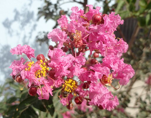 Lagerstroemia indica 4