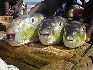 <i>Lagocephalus laevigatus</i> Species of pufferfish