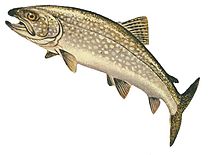 A lake trout