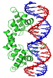 Helix-turn-helix Structural motif capable of binding DNA