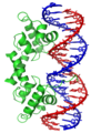 Der Lambda-Repressor mit Helix-Turn-Helix-Motiv an DNA gebunden[25]
