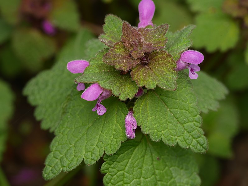 File:Lamium purpureum 123616437.jpg