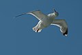 * Nomination Herring gull shaking off water in flight. --Iotatau 00:06, 21 February 2010 (UTC) * Promotion QI and Useful -- Archaeodontosaurus 08:12, 21 February 2010 (UTC)