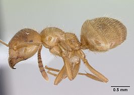 Lasius occidentalis