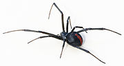 صورة مصغرة لـ عنكبوت أحمر الظهر
