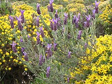 Lavande stéchade au milieu des ajoncs en Algarve