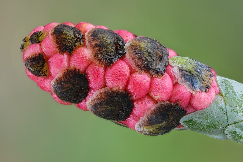 File:Lawson cypress male cone.jpg