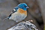 Thumbnail for Lazuli bunting