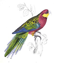 Plate 23 of Illustrations of the Family of Psittacidae, or Parrots, first depiction of the species by Edward Lear, November to December 1830, entitled "Platycercus Stanleyii / Stanley Parrakeet", named for the patron Lord Stanley Lear plate 23 Platycercus stanleyii.jpg