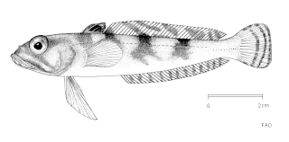 <i>Lindbergichthys nudifrons</i> Species of fish