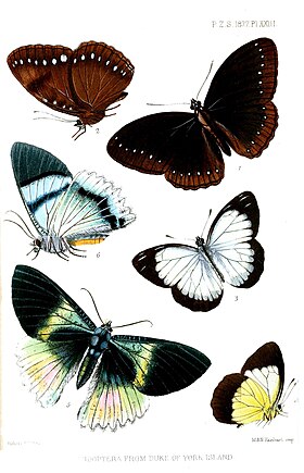 As ilustrações 5 e 6 provém da obra Proceedings of the Scientific Meetings of the Zoological Society of London, por ocasião de sua classificação em 1877 (PL. XXIII), e mostram os primeiros desenhos de Alcides aurora para a ciência. Os desenhos acima e à direita são de espécies de borboletas, também coletadas nas Ilhas do Duque de Iorque e vizinhas à Nova Bretanha e Nova Irlanda.