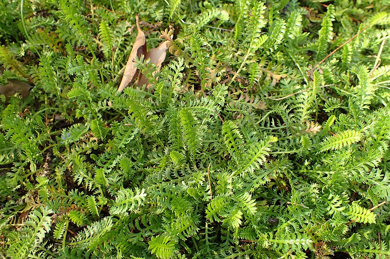 File:Leptinella squalida kz04.jpg