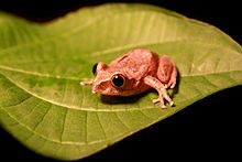 Leptopelis aubryi על leaf.jpg