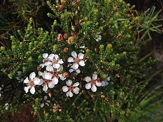 <i>Leptospermum epacridoideum</i> species of plant