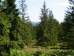 Lesy pod Tokem (865 m), nejvyšší horou Brd