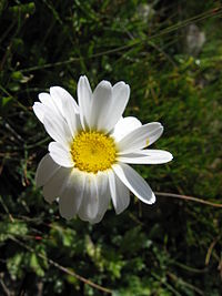 No es una flor, sino una inflorescencia, formada en este caso por un círculo de flores blancas rodeando a un contingente de flores amarilla.