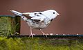 Leucistic Reed Bunting (Emberiza schoeniclus)