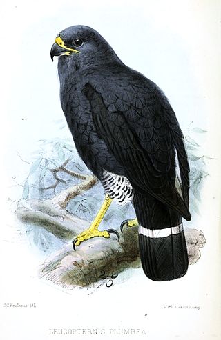 <span class="mw-page-title-main">Plumbeous hawk</span> Species of bird