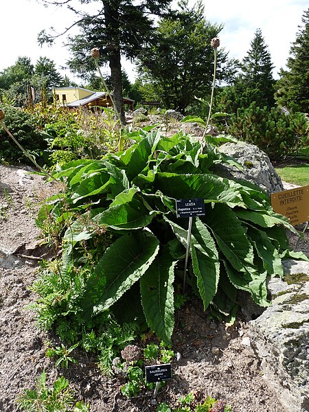 File:Leuzea rhapontica-Jardin d'altitude du Haut-Chitelet (2).JPG