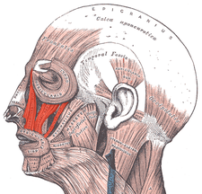 musculus levator labii superioris