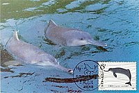Lianlian and Zhenzhen, two Chinese River Dolphins.jpg