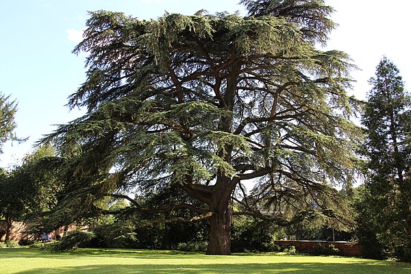 Lebanon Cedar in Schlosspark