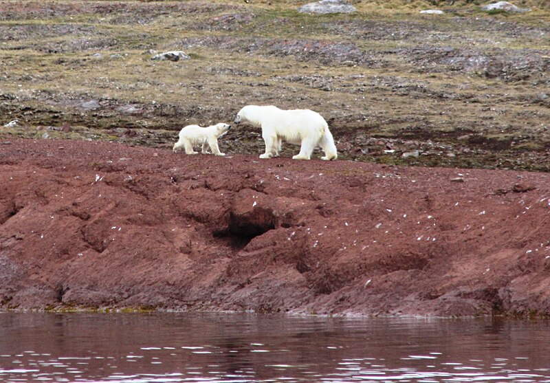 File:Liefdefjorden polarbear devon 045 b.JPG