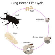 Ciclo de reproducción de un escarabajo.