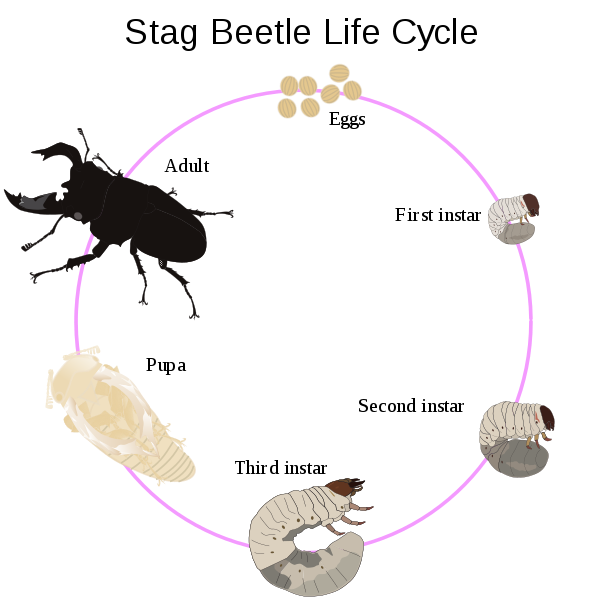 The life cycle of the stag beetle includes three instars.