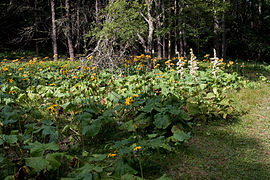 Ligularia dentata 15.jpg