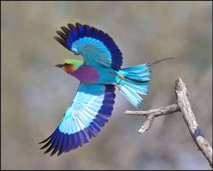 File:Lilac-Roller-0011.jpg