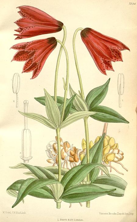 Tập_tin:Lilium_grayi_2.jpg