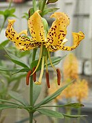 Lilium iridollae