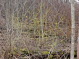 Lindera benzoin, or northern spicebush