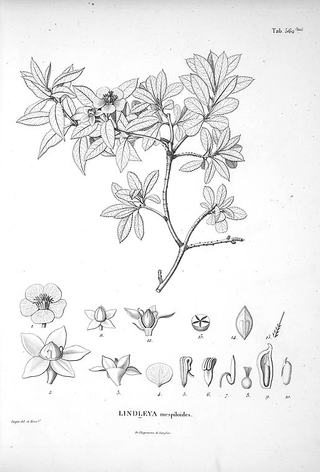 <i>Lindleya</i> Genus of trees