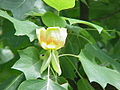 Liriodendron tulipifera2.jpg