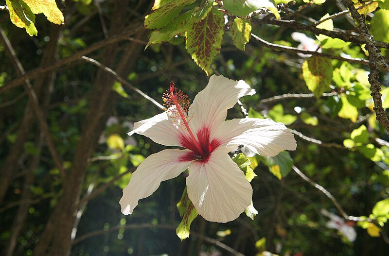 File:Lisbon Botanical Gardens (20194715036).jpg