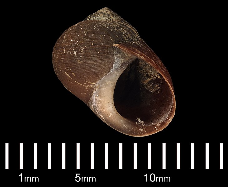 File:Littorina obtusata (YPM IZ 031949) 003.jpeg